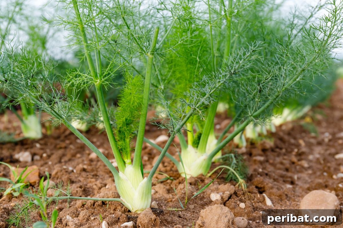 fennel plants growing in the vegetable garden