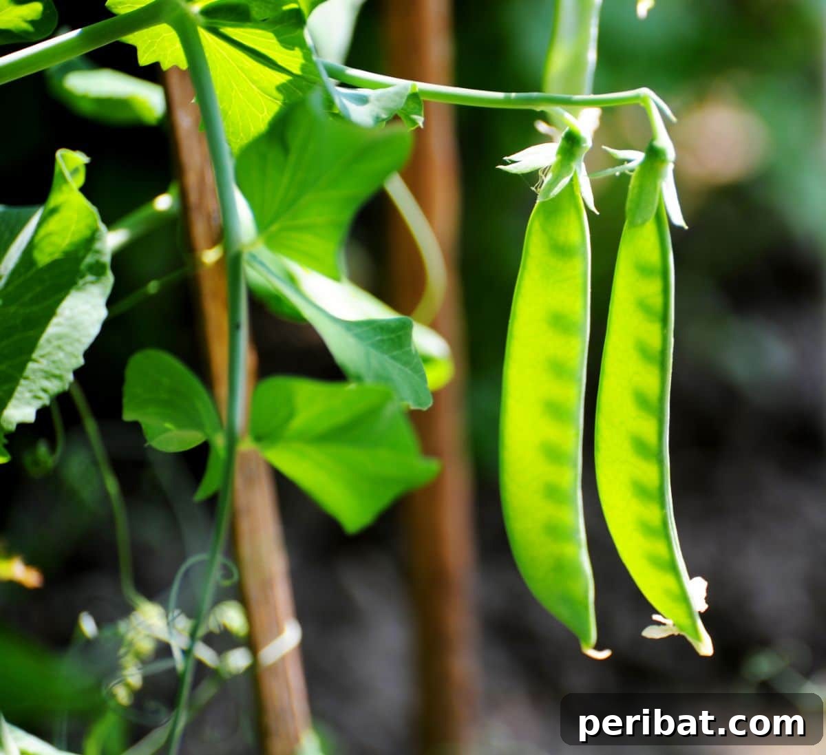 pods of growing young peas in the garden