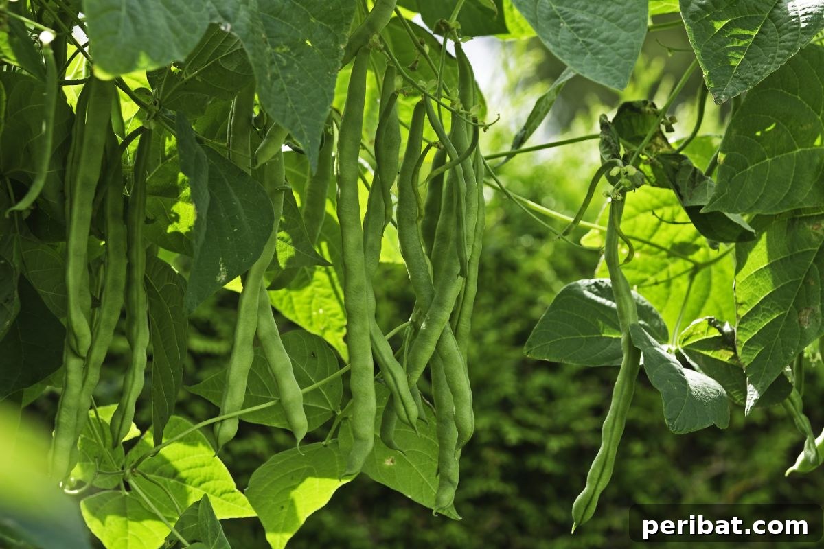 full grown beans in the vegetable garden