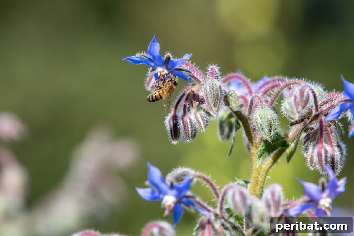 borage flower with a bee