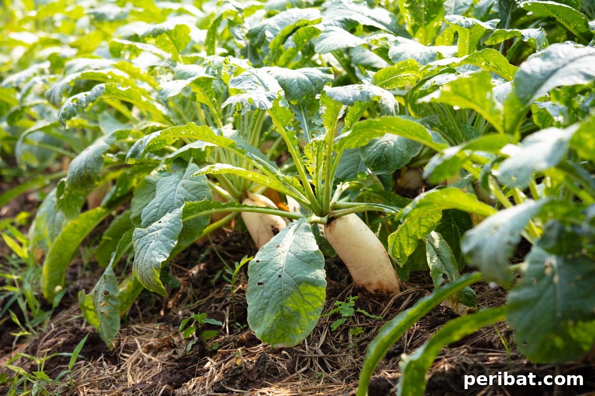 icicle radishes growing in the vegetable garden