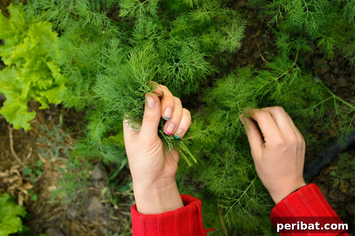 picking dills from the herb garden 