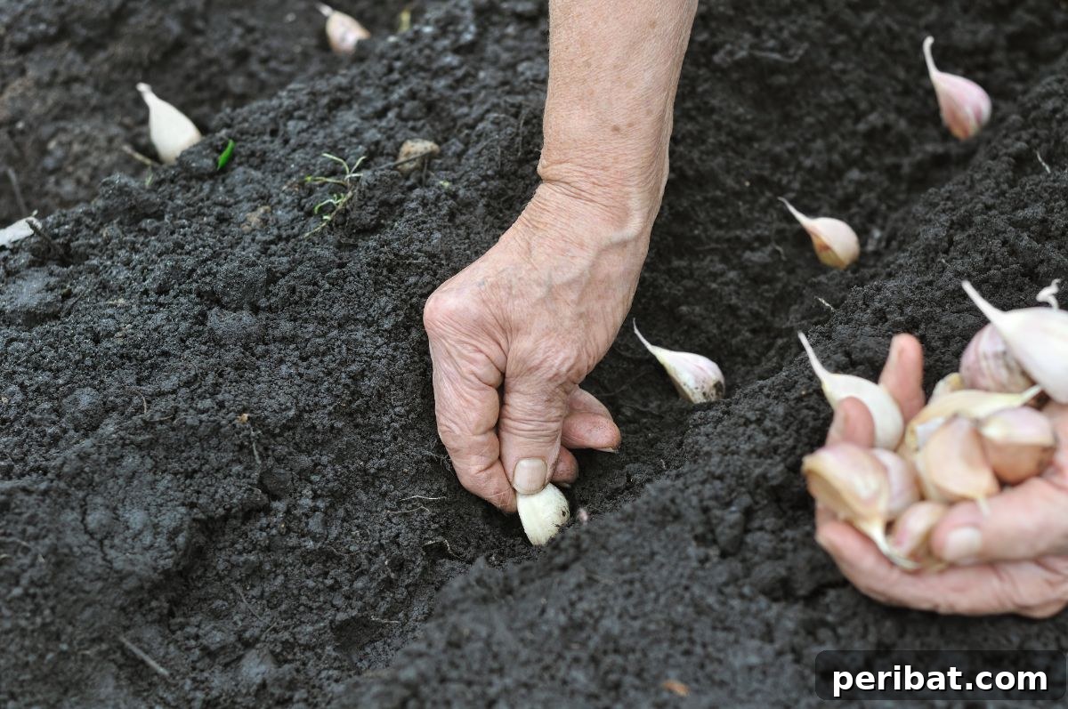 planting garlic in the soil