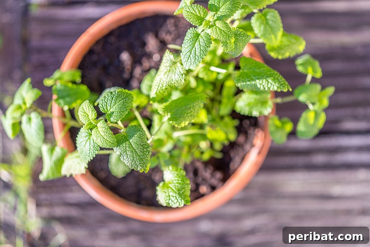 growing mint in a pot 