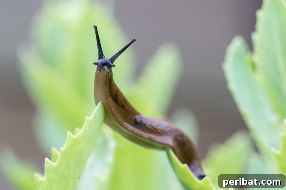 8 Ingenious Strategies to Protect Your Garden from Slugs 2 Slug on blade of grass