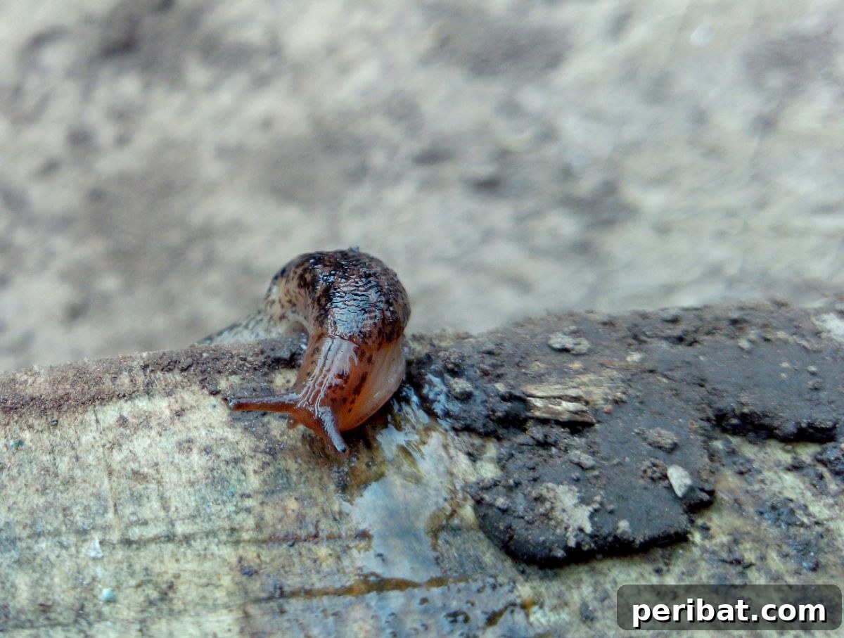 8 Ingenious Strategies to Protect Your Garden from Slugs 3 slug crawling in a wood