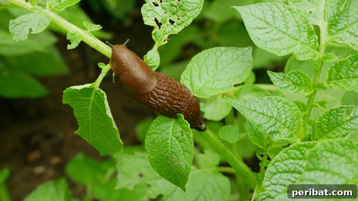 8 Ingenious Strategies to Protect Your Garden from Slugs 6 slugs eating the plant's leaves