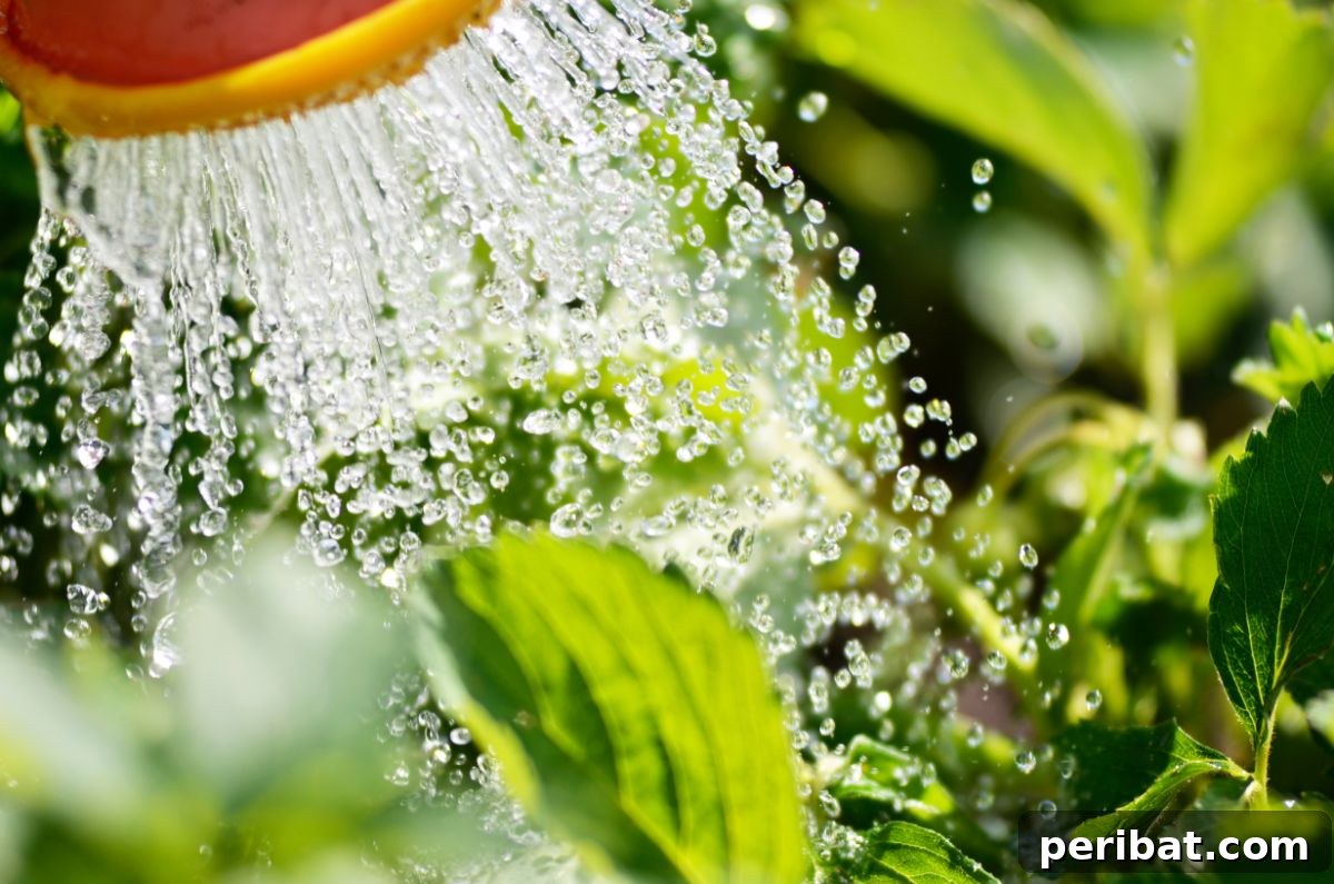 8 Ingenious Strategies to Protect Your Garden from Slugs 7 watering the plants