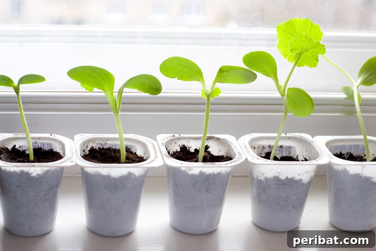18 Vegetables to Kickstart Your Garden Indoors 11 small pumpkin plant in a plastic cup by the window