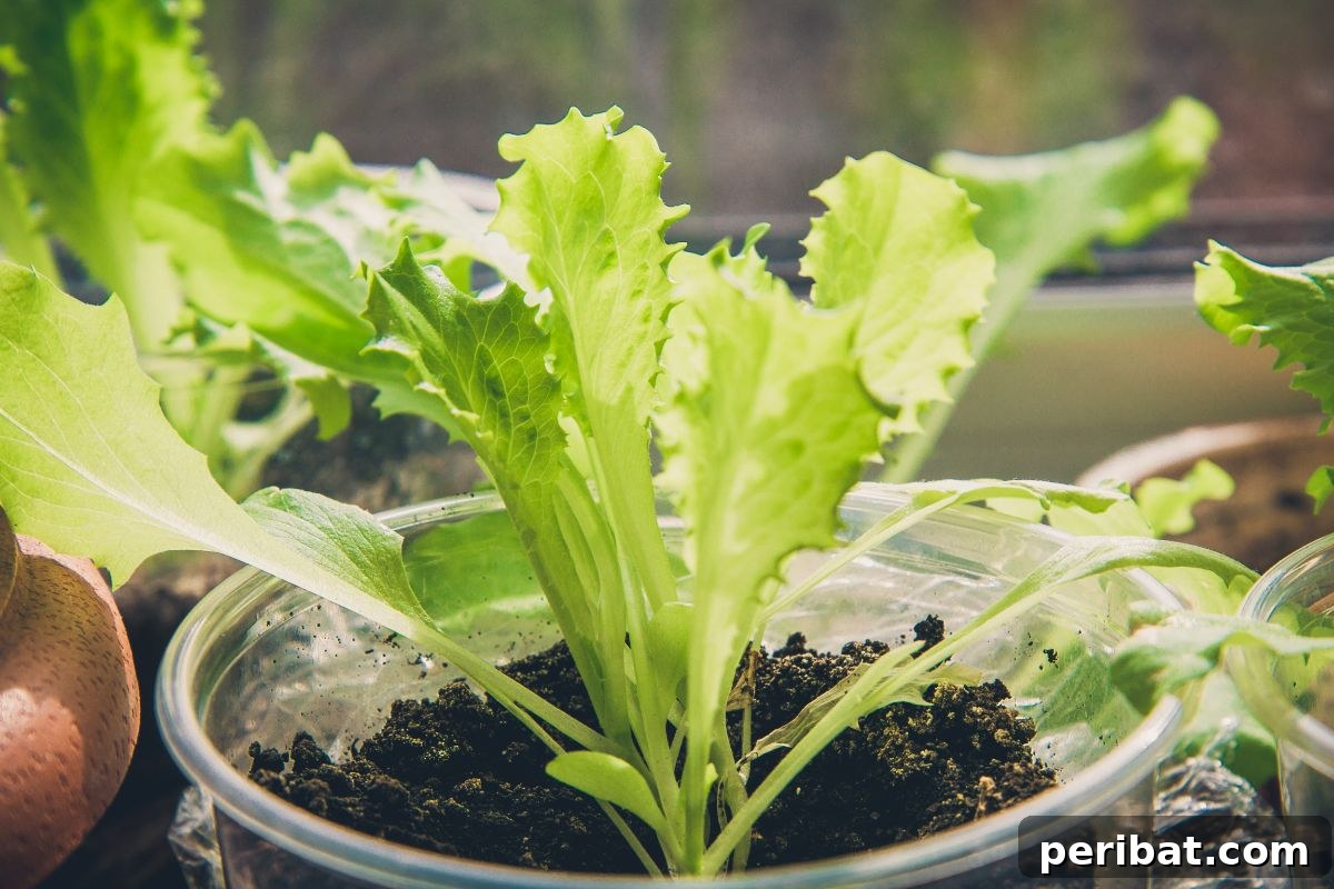18 Vegetables to Kickstart Your Garden Indoors 12 small lettuce leaves growing in transparent plastic container