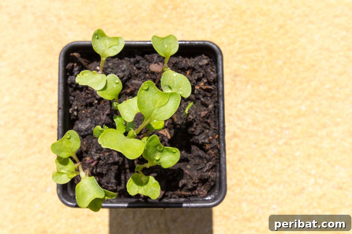 18 Vegetables to Kickstart Your Garden Indoors 14 small brussels sprouts in a black container