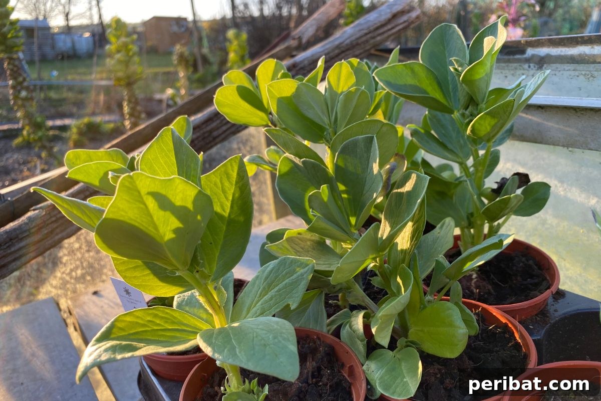 18 Vegetables to Kickstart Your Garden Indoors 15 young fresh beans ready to plant out in the garden