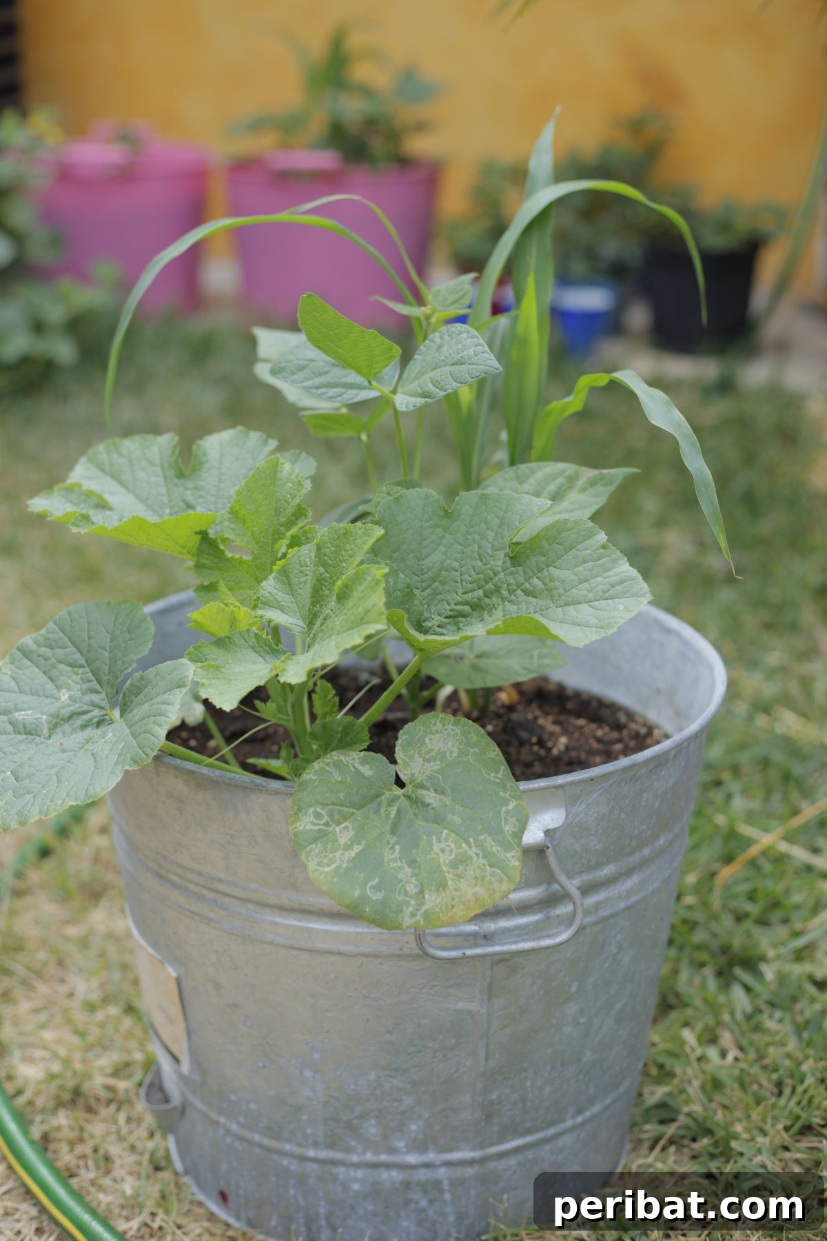 18 Vegetables to Kickstart Your Garden Indoors 16 winter squash plant in a bucket