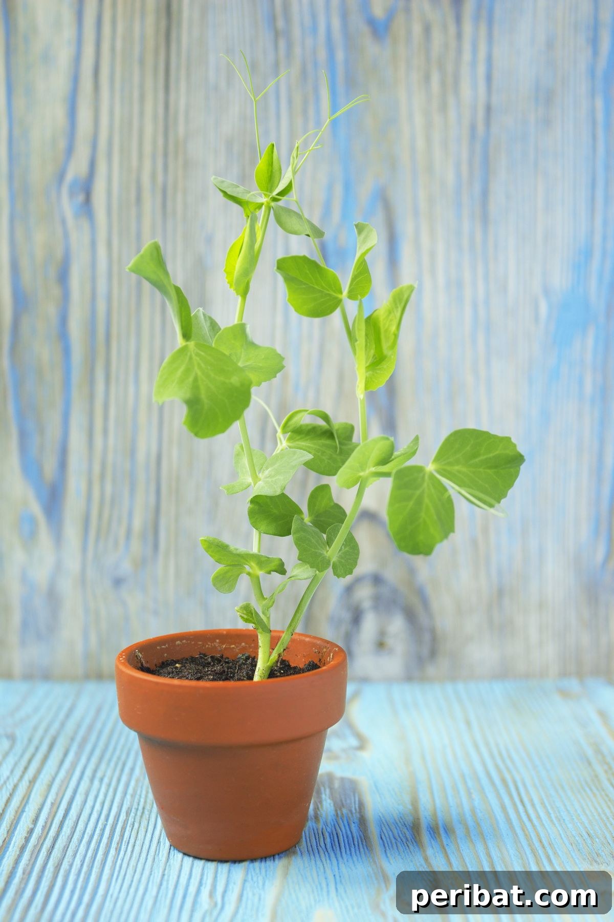 18 Vegetables to Kickstart Your Garden Indoors 17 young plant of pea in a ceramic pot