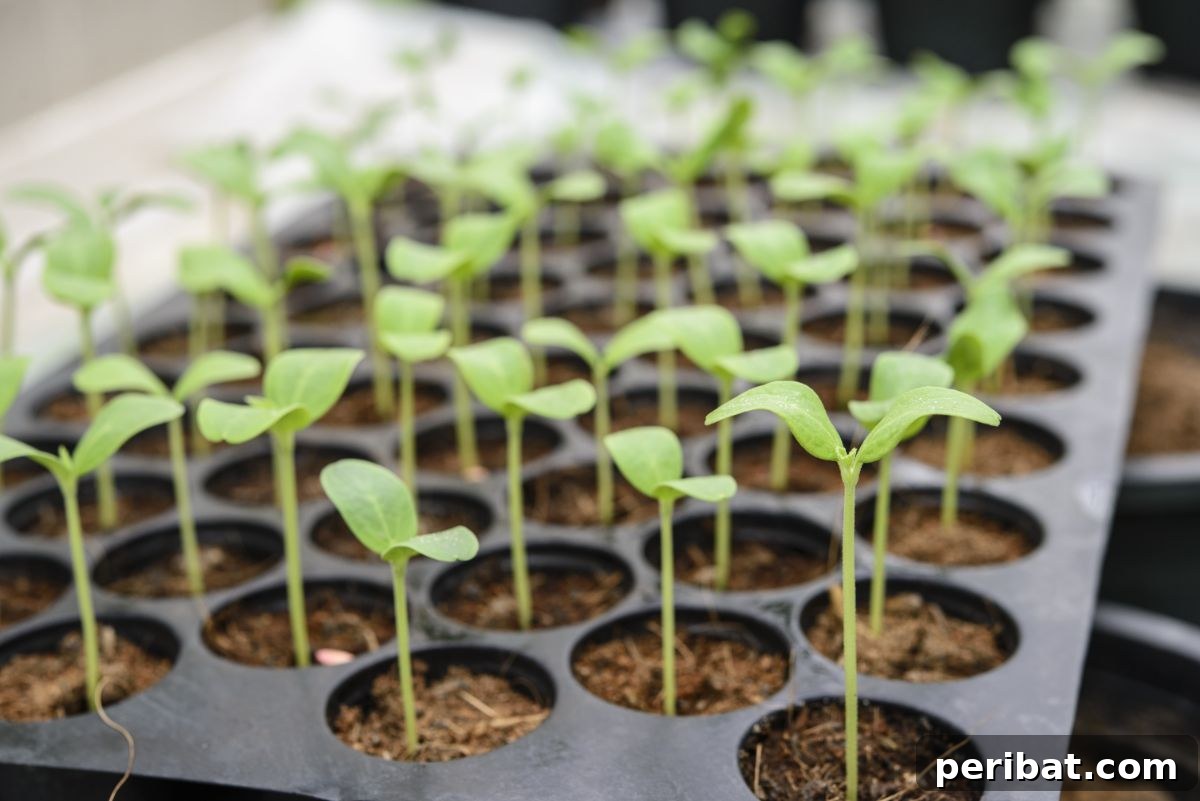 18 Vegetables to Kickstart Your Garden Indoors 18 young melon or sprouts ready to plant in the garden