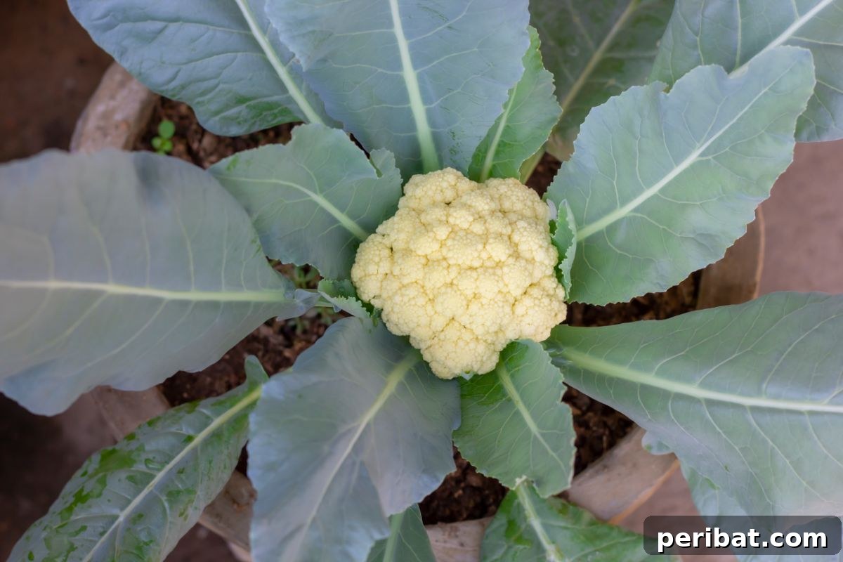 18 Vegetables to Kickstart Your Garden Indoors 4 small cauliflower in a pot