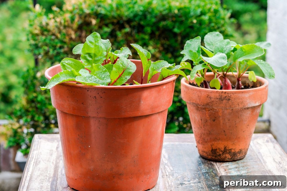 18 Vegetables to Kickstart Your Garden Indoors 6 growing beets in a pot outdoors