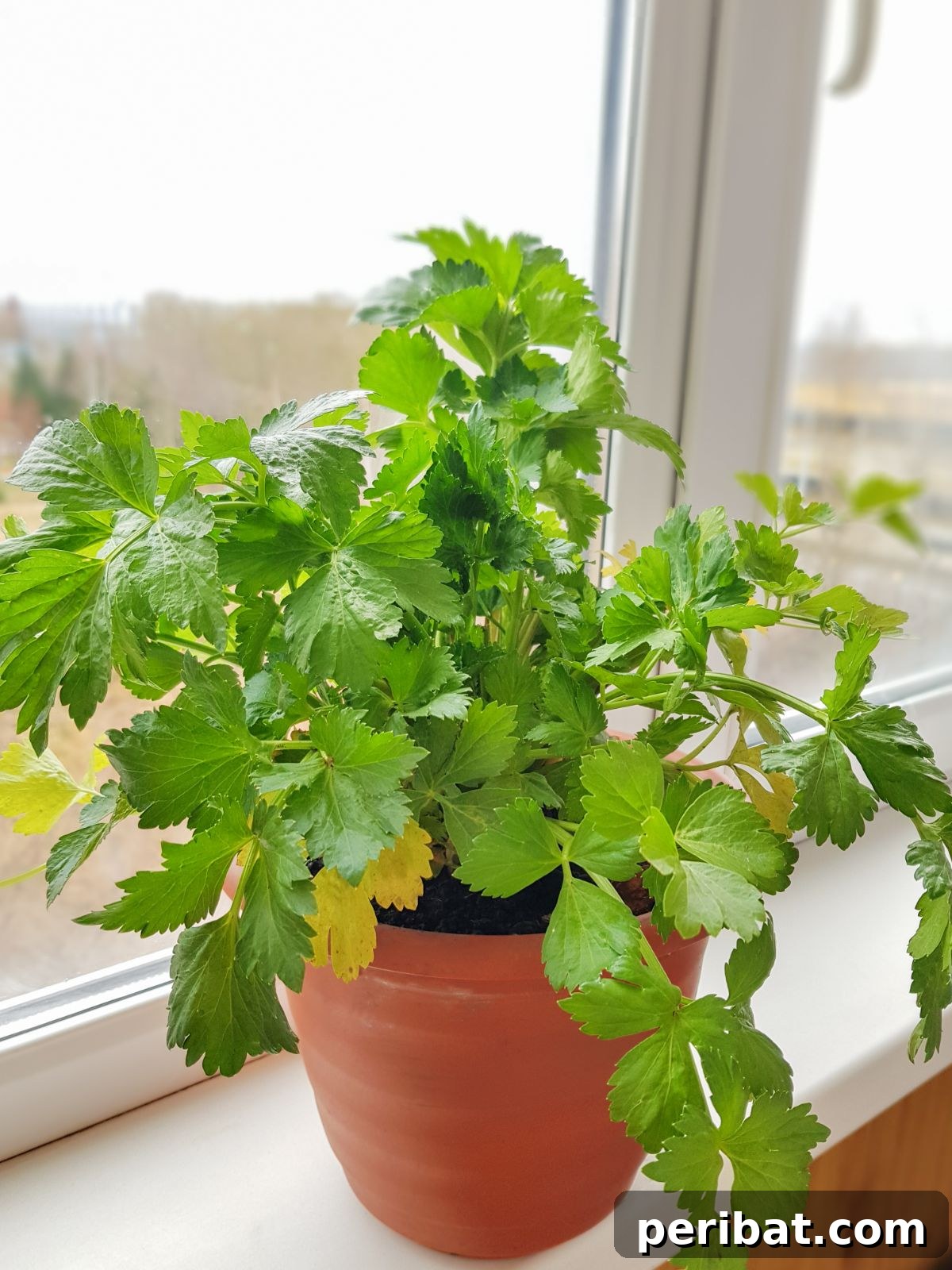18 Vegetables to Kickstart Your Garden Indoors 7 growing bush of celery by the window