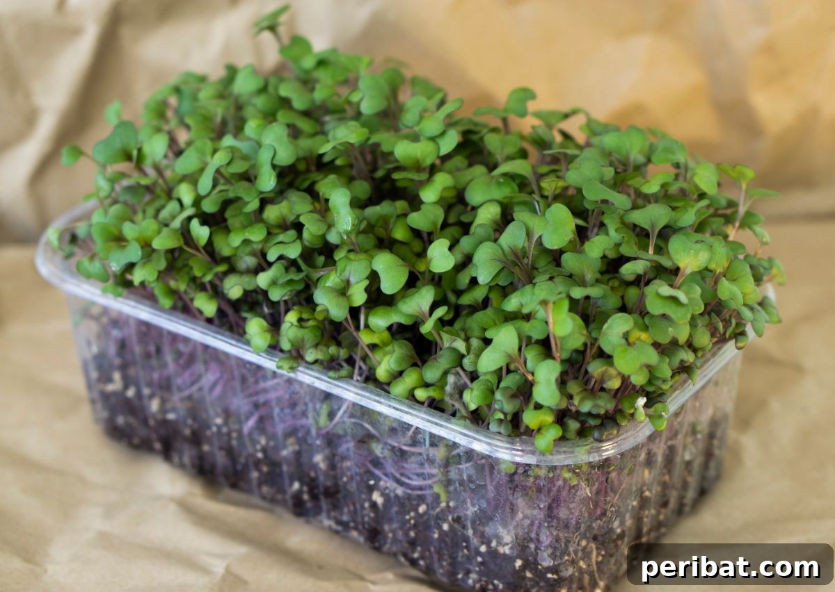 18 Vegetables to Kickstart Your Garden Indoors 8 young sprouts of cabbage planted in a plastic container