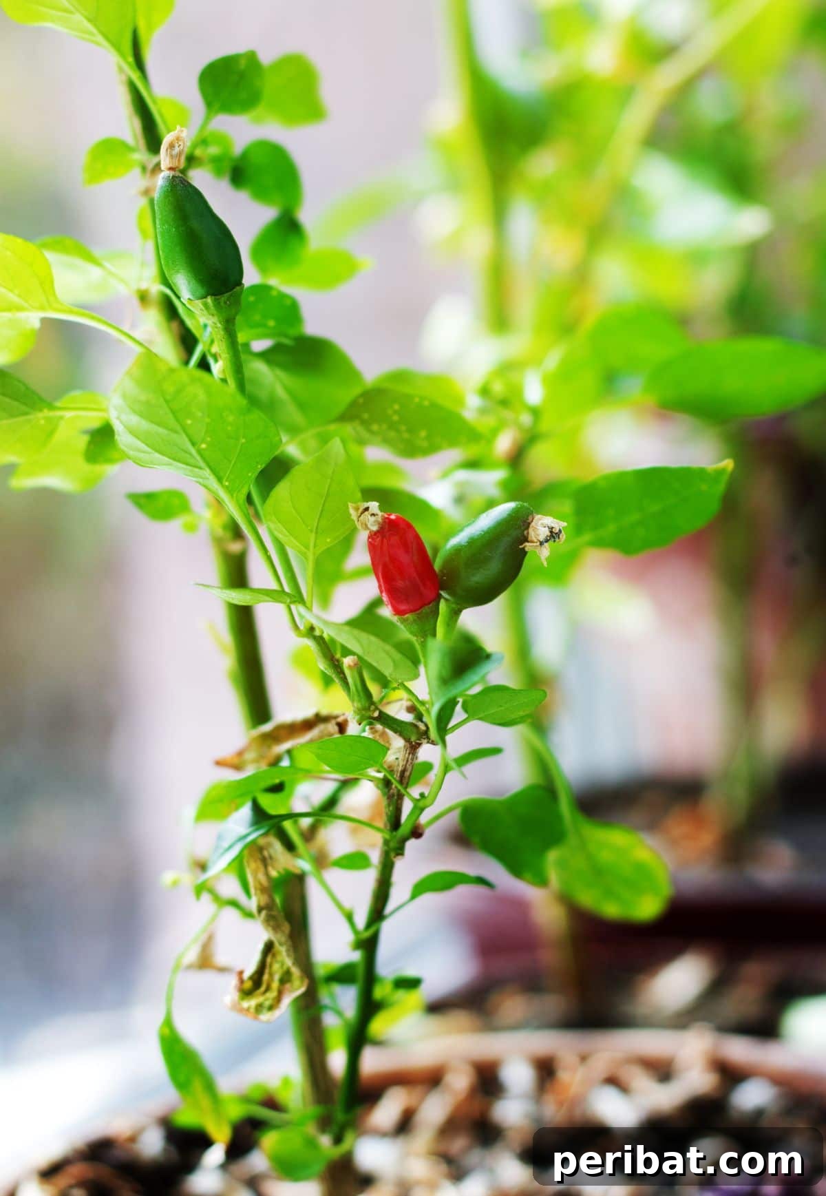 18 Vegetables to Kickstart Your Garden Indoors 9 chili pepper growing in a pot in a windowsill