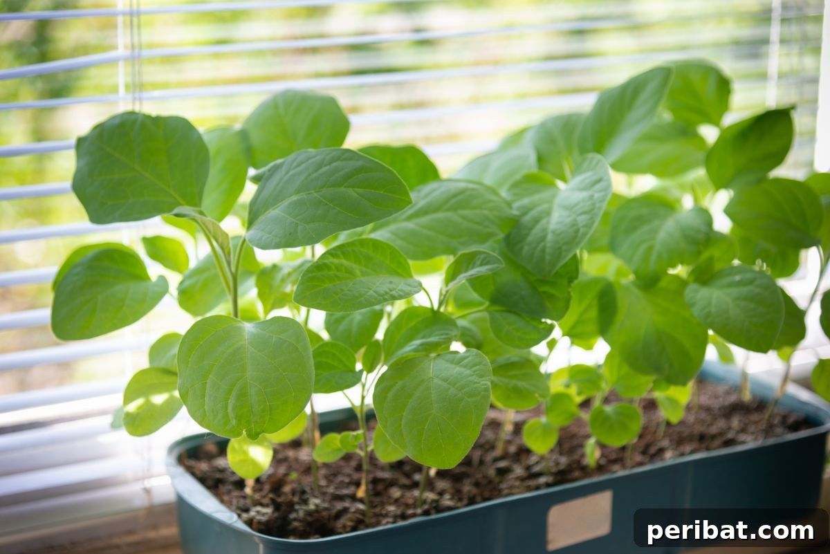 18 Vegetables to Kickstart Your Garden Indoors 10 green leaf of eggplant in a pot by the window