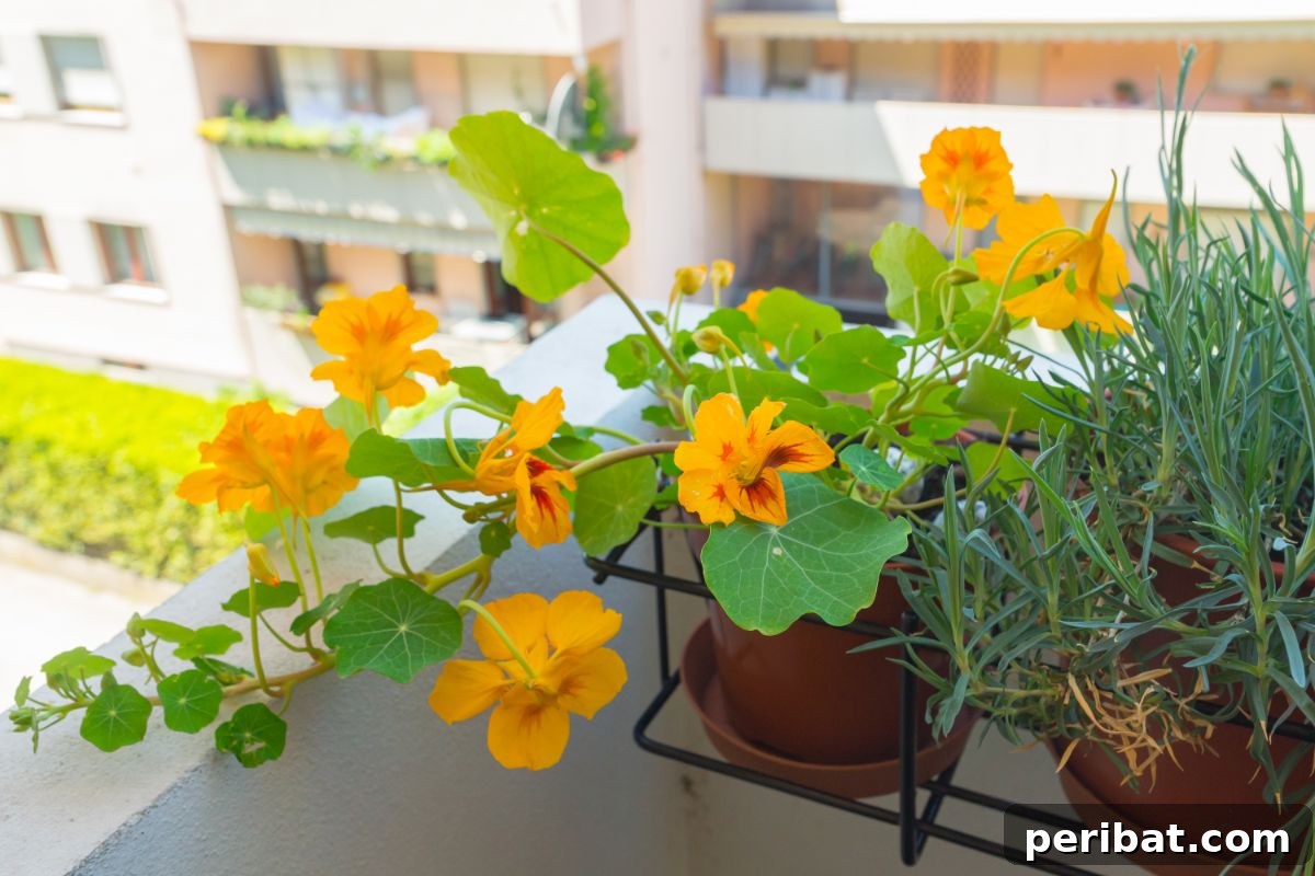 Cultivating Your Urban Oasis: 20 Expert Tips for City Gardeners 11 blooming flowers in the balcony or terrace