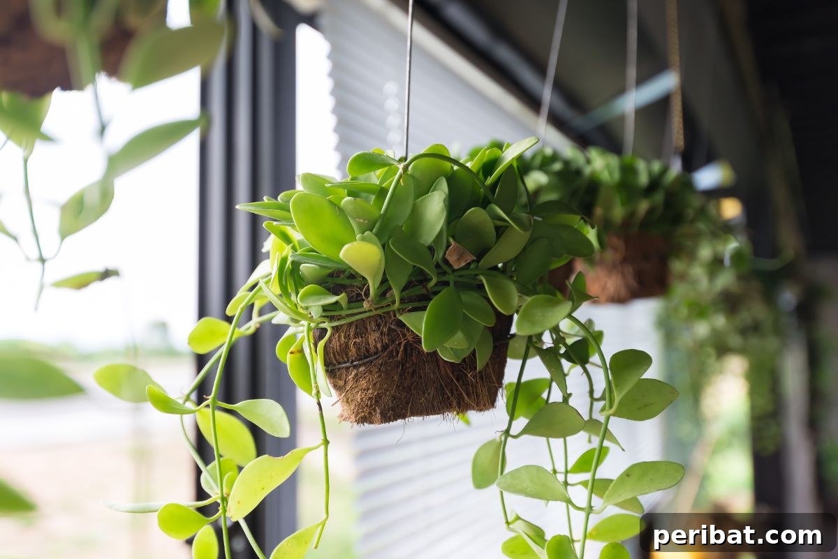 Cultivating Your Urban Oasis: 20 Expert Tips for City Gardeners 12 hanging plants by the window