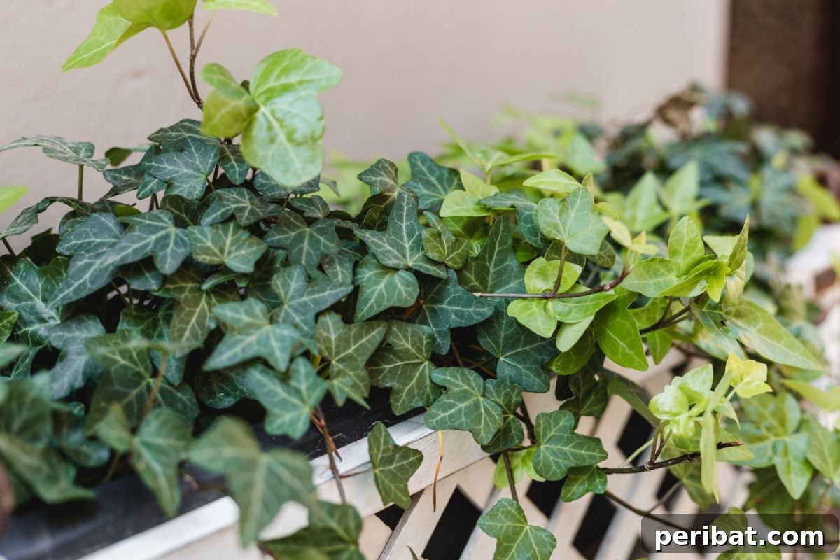 Cultivating Your Urban Oasis: 20 Expert Tips for City Gardeners 13 ivy plant growing around the balcony fence