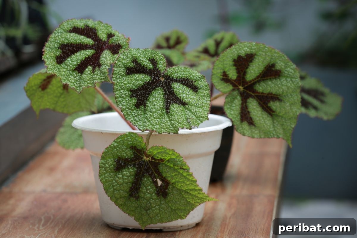 Cultivating Your Urban Oasis: 20 Expert Tips for City Gardeners 14 begonia plant indoors in white pot