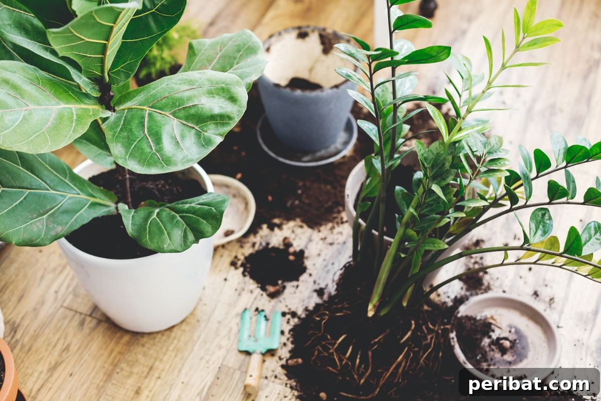 Cultivating Your Urban Oasis: 20 Expert Tips for City Gardeners 17 repotting of plants