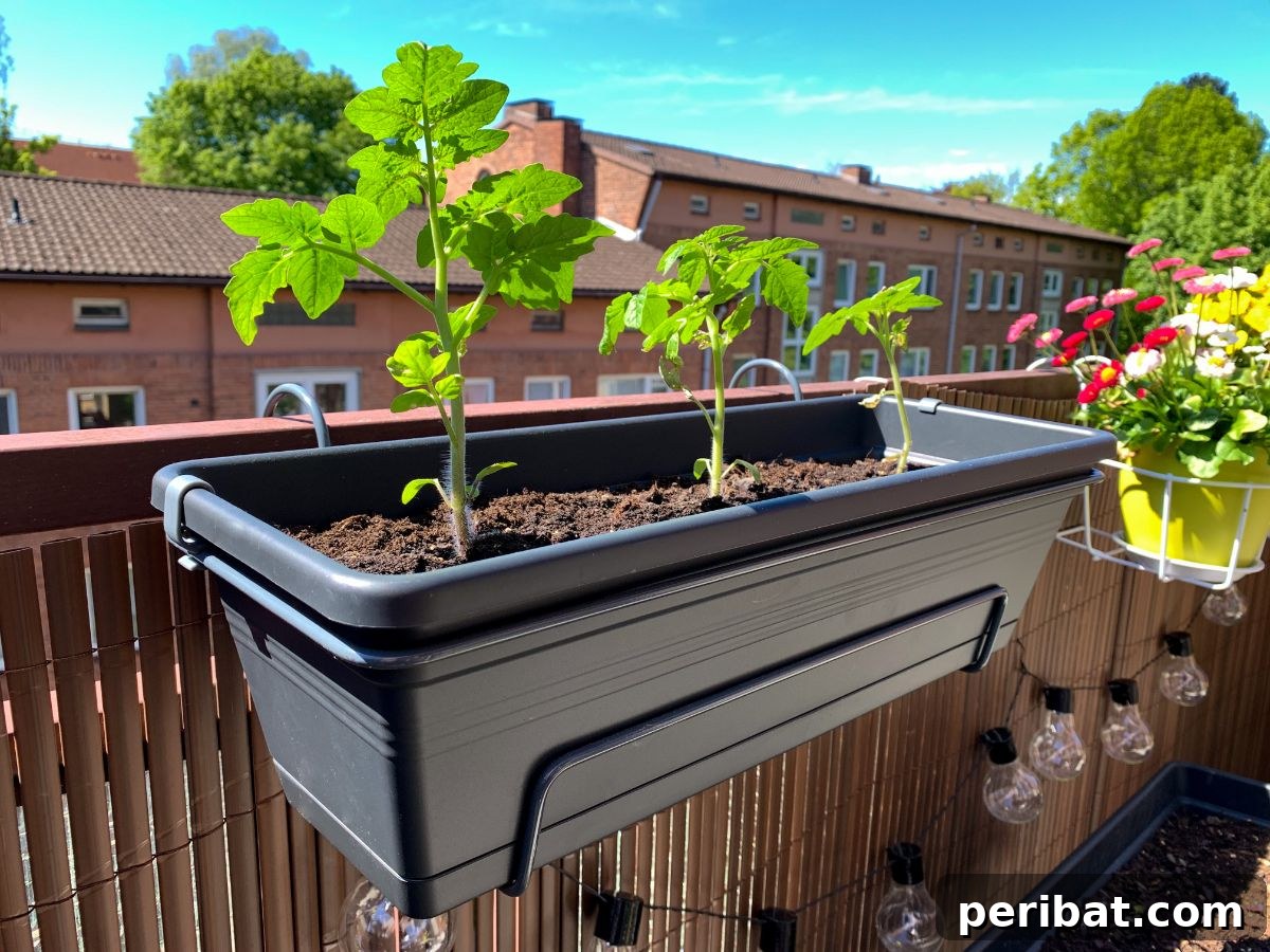 Cultivating Your Urban Oasis: 20 Expert Tips for City Gardeners 4 tomato plants growing in a pot under the sun