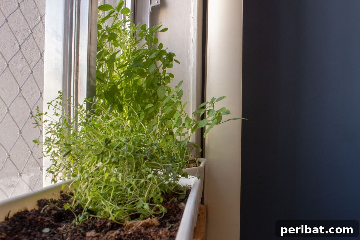 Cultivating Your Urban Oasis: 20 Expert Tips for City Gardeners 5 herb plants by the window