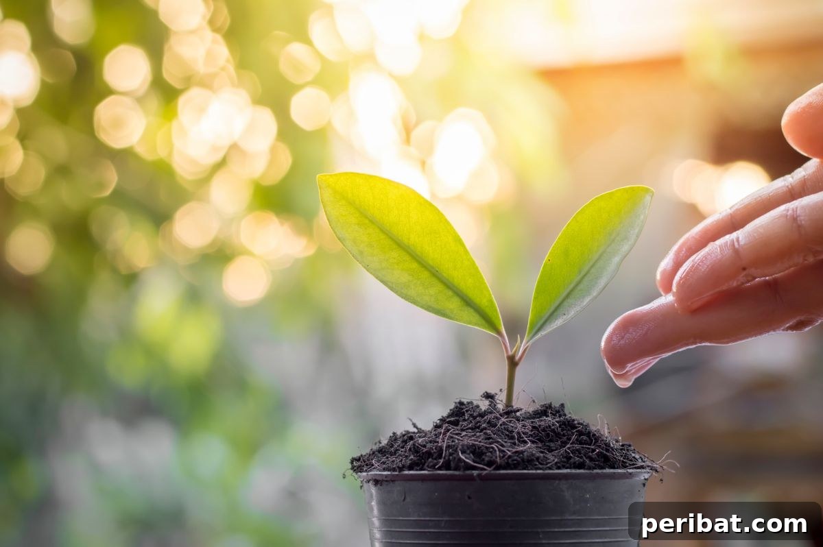 Cultivating Your Urban Oasis: 20 Expert Tips for City Gardeners 6 watering the small plant by hand