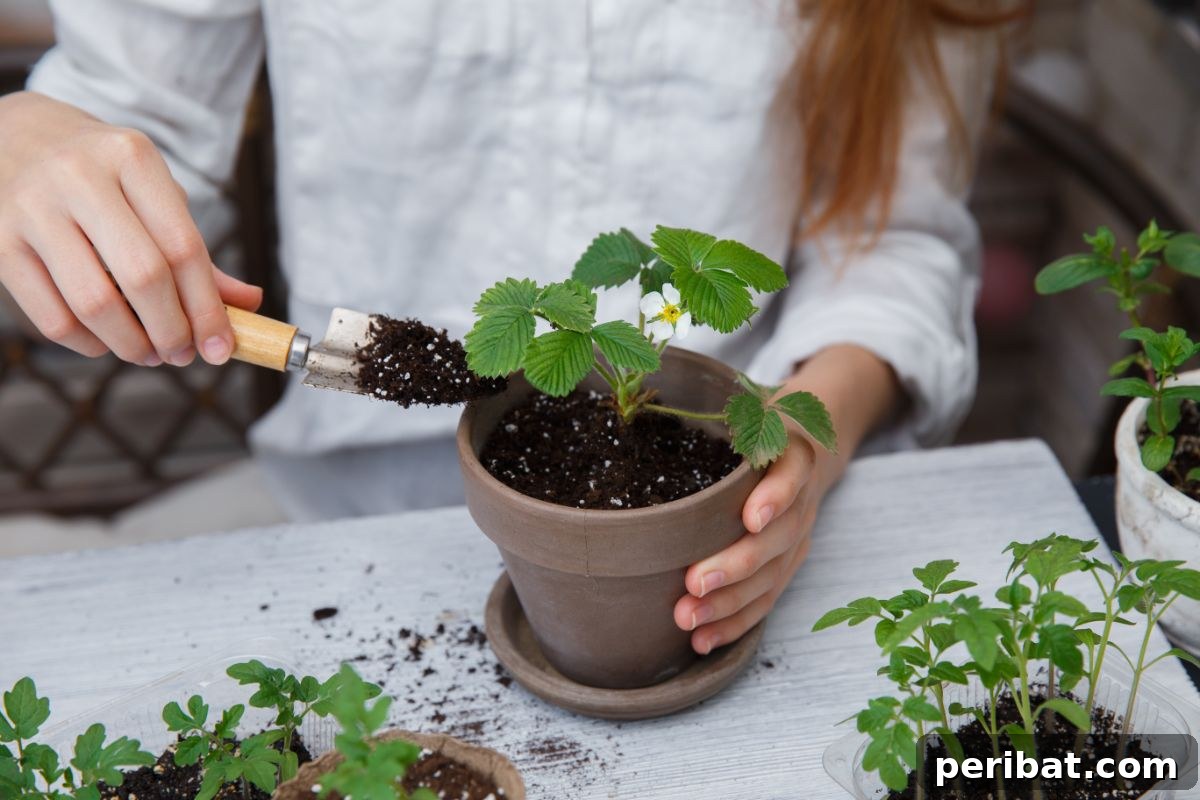 Cultivating Your Urban Oasis: 20 Expert Tips for City Gardeners 7 pressing the soil of a plant with shovel