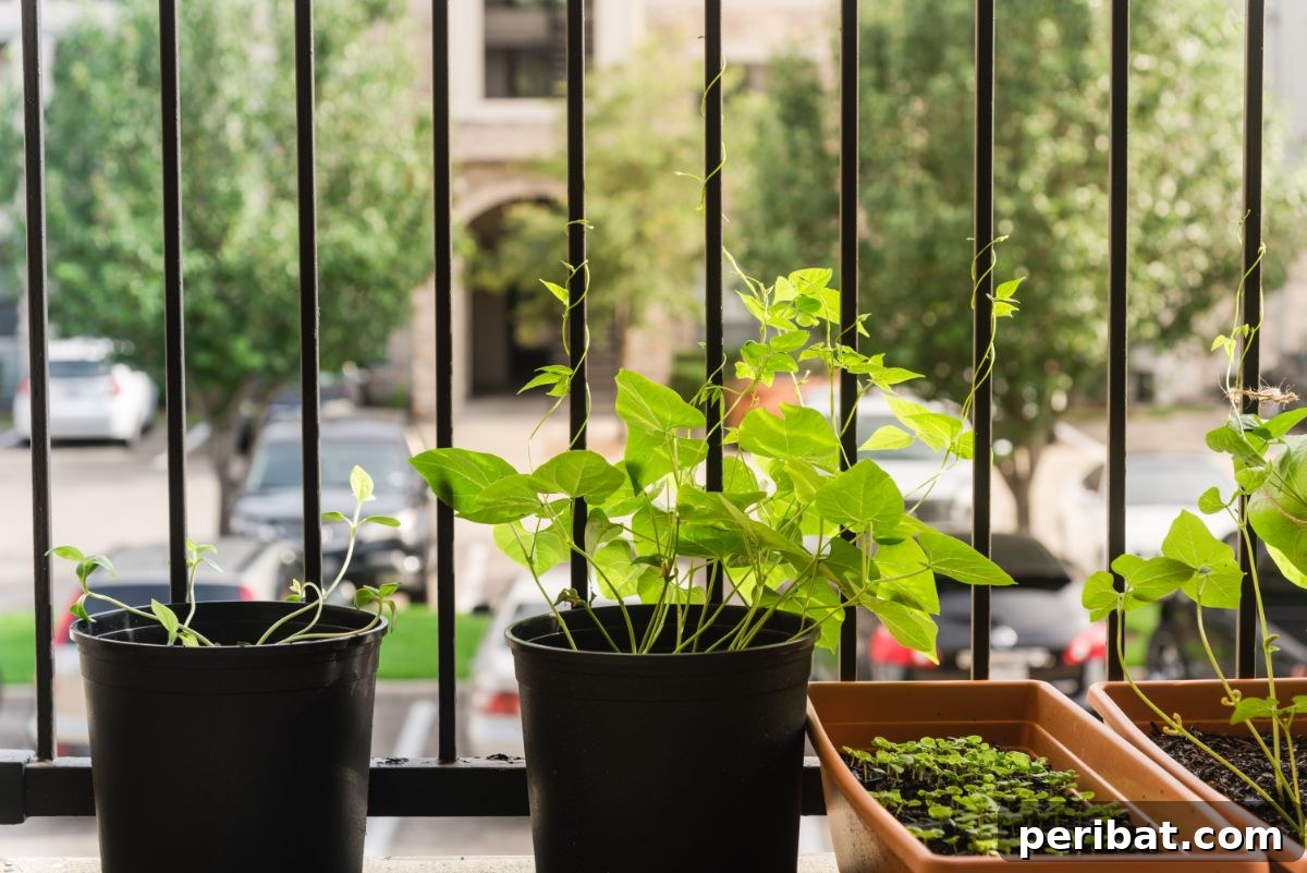 Cultivating Your Urban Oasis: 20 Expert Tips for City Gardeners 9 bean plants by the balcony fence