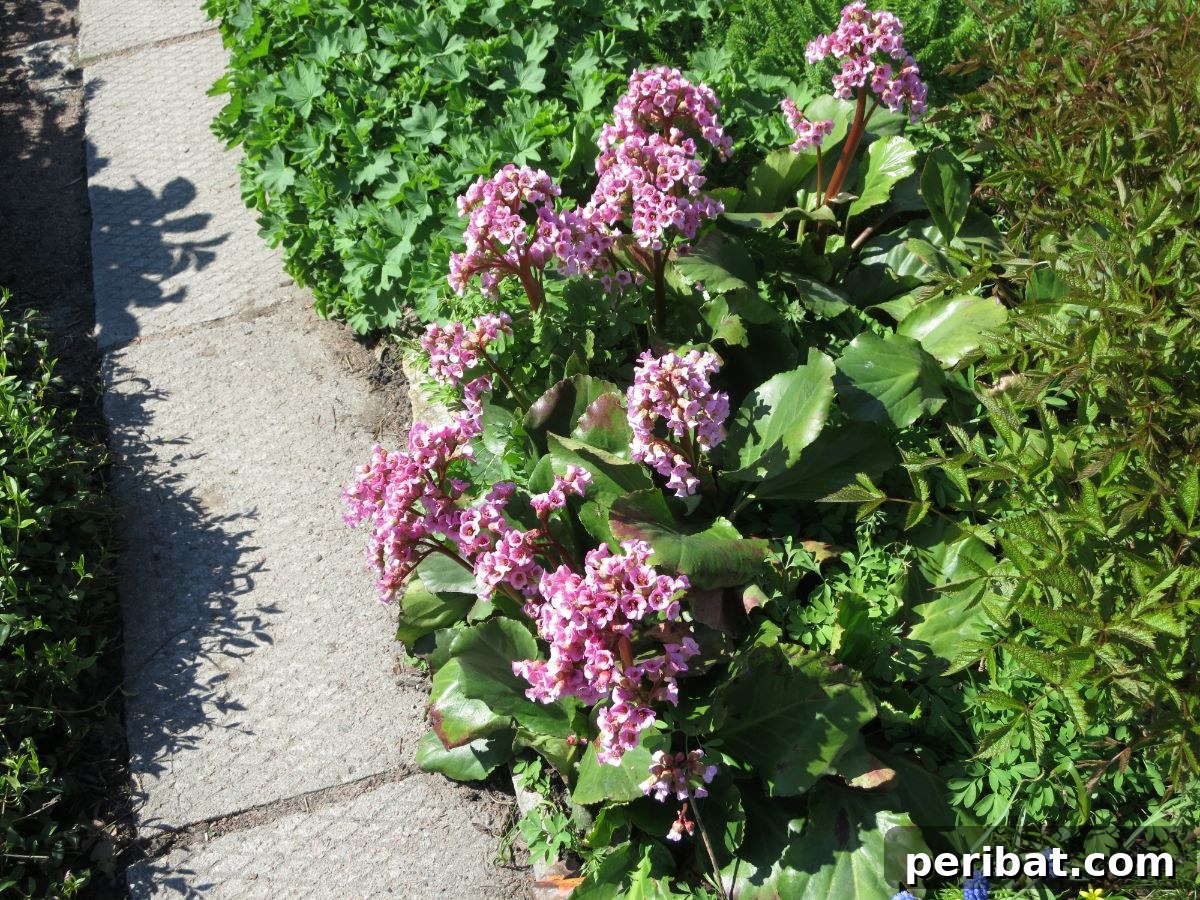 Shade Garden Success: 25 Beautiful Flowers for Under Trees 11 Purple Bergenia glowers blooming in the park