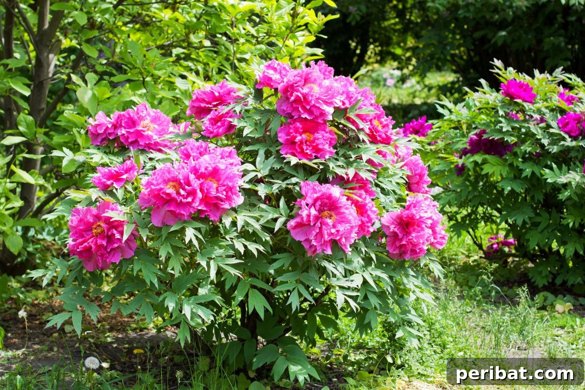 Shade Garden Success: 25 Beautiful Flowers for Under Trees 12 Tree Peony bush in the garden