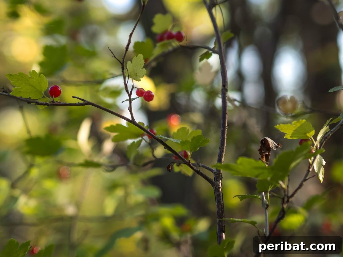 Shade Garden Success: 25 Beautiful Flowers for Under Trees 13 alpine currant branch with red berries