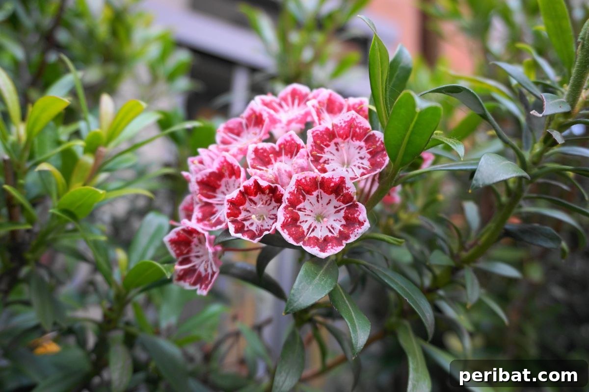 Shade Garden Success: 25 Beautiful Flowers for Under Trees 14 mountain laurel blooming in the flower garden