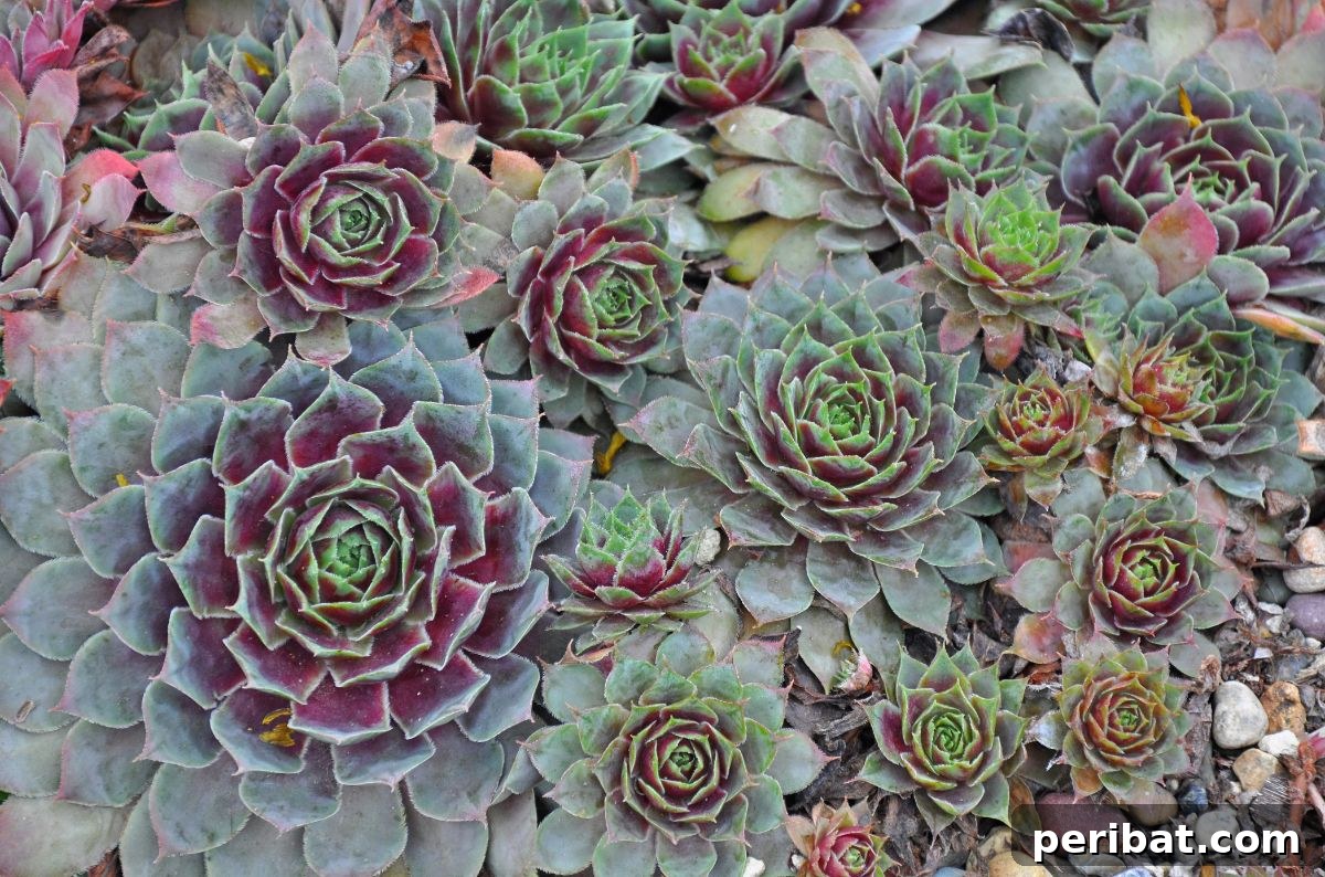 Shade Garden Success: 25 Beautiful Flowers for Under Trees 15 purlple and green hens and chicks succulent or plants