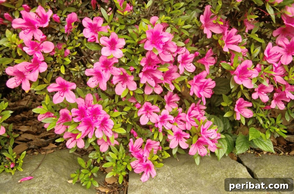 Shade Garden Success: 25 Beautiful Flowers for Under Trees 16 azalea flowers blooming in the garden