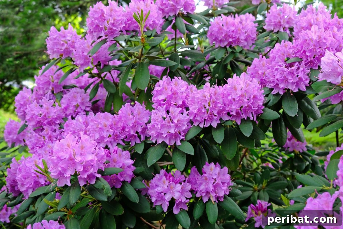 Shade Garden Success: 25 Beautiful Flowers for Under Trees 17 purple pink rhododendrons blooming in the garden