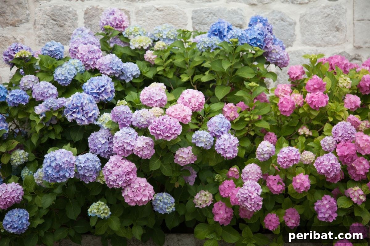 Shade Garden Success: 25 Beautiful Flowers for Under Trees 19 pink, blue, purple, lilac hydrangeas blooming in spring