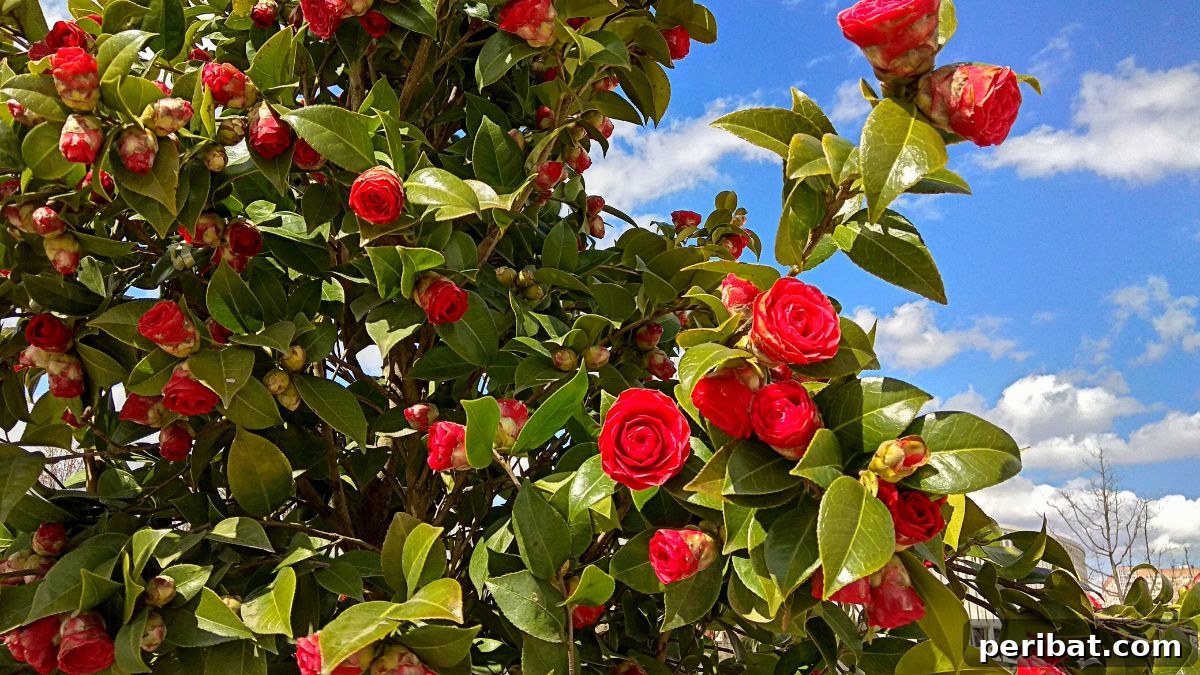 Shade Garden Success: 25 Beautiful Flowers for Under Trees 20 flowering camellia shrub against the blue sky and white clouds