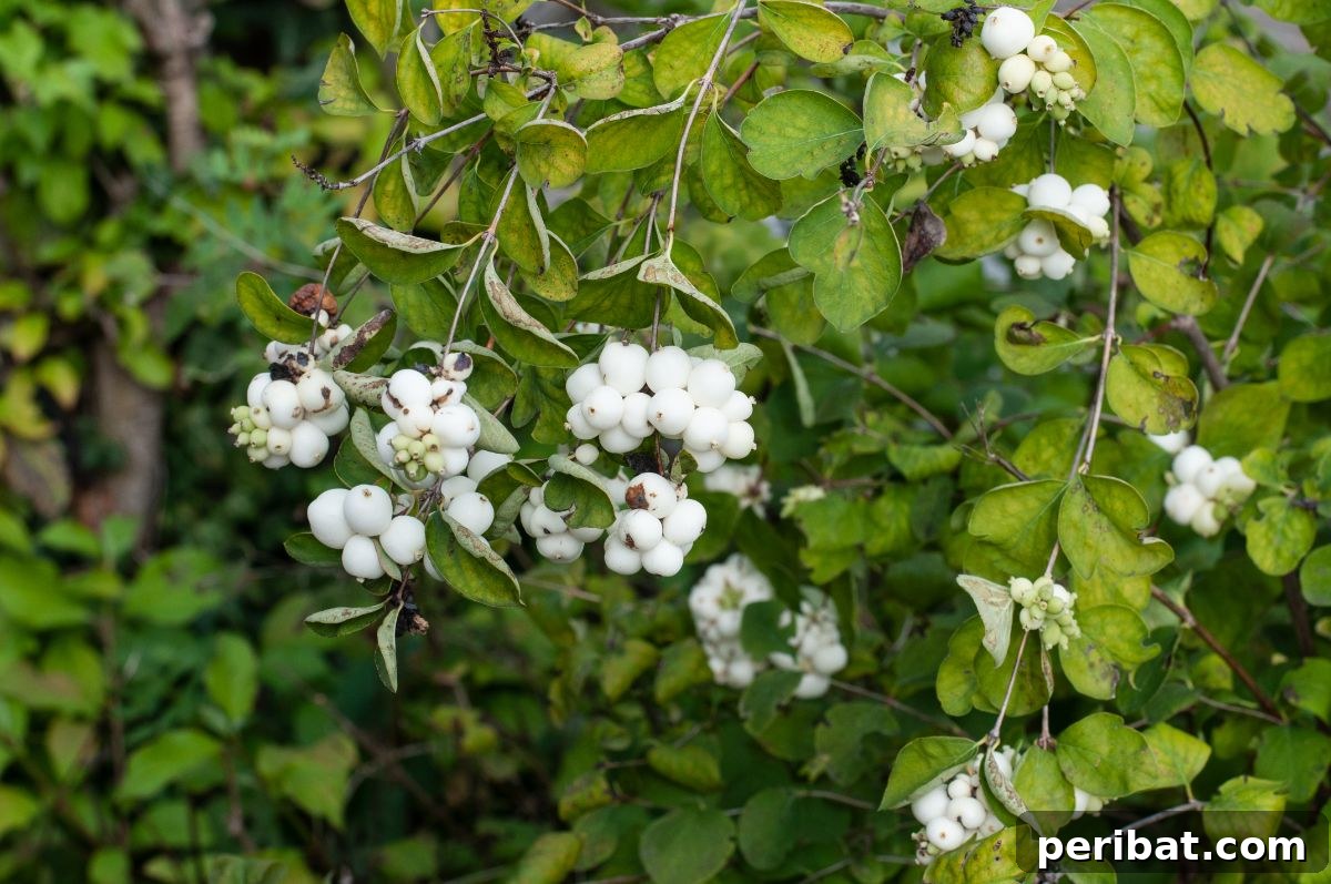 Shade Garden Success: 25 Beautiful Flowers for Under Trees 3 snowberry shrub and white fruits on the branches