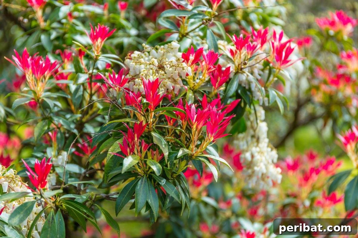 Shade Garden Success: 25 Beautiful Flowers for Under Trees 21 pieris japonica bush with red flowers in the garden