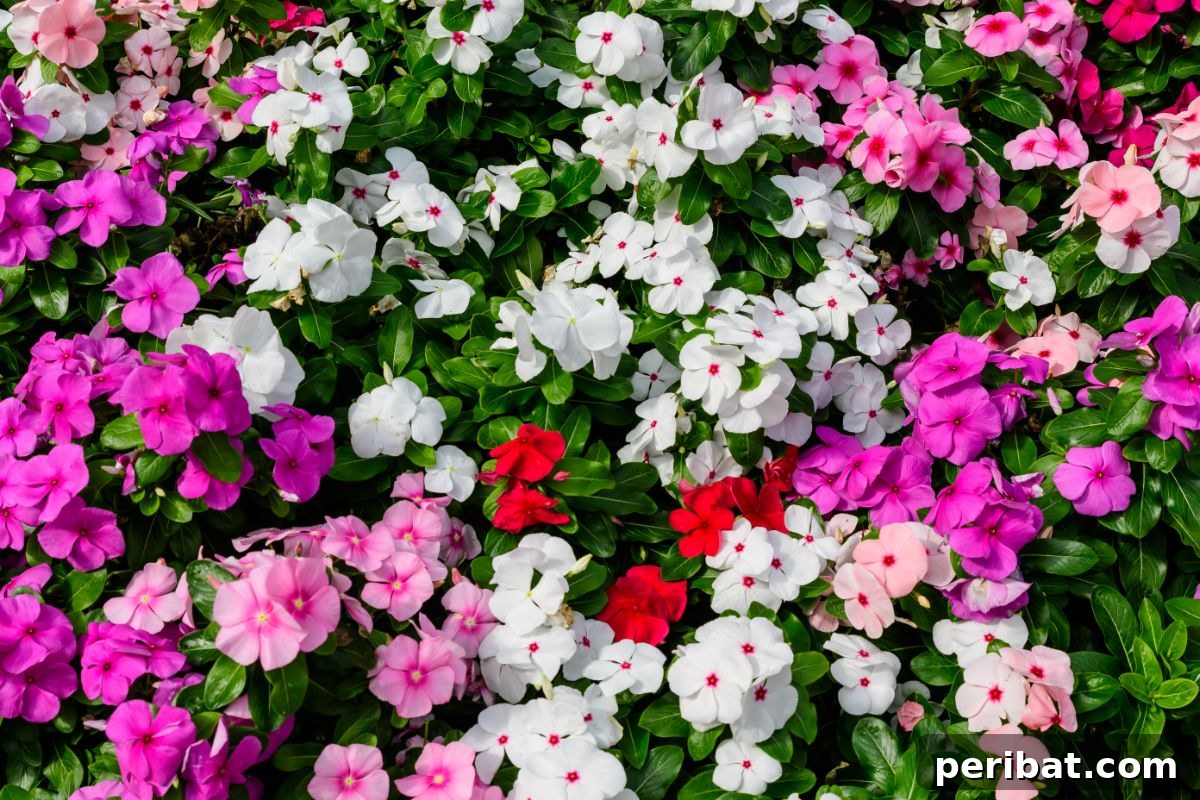 Shade Garden Success: 25 Beautiful Flowers for Under Trees 22 white, pink, red, purple impatients blossoming in the garden field