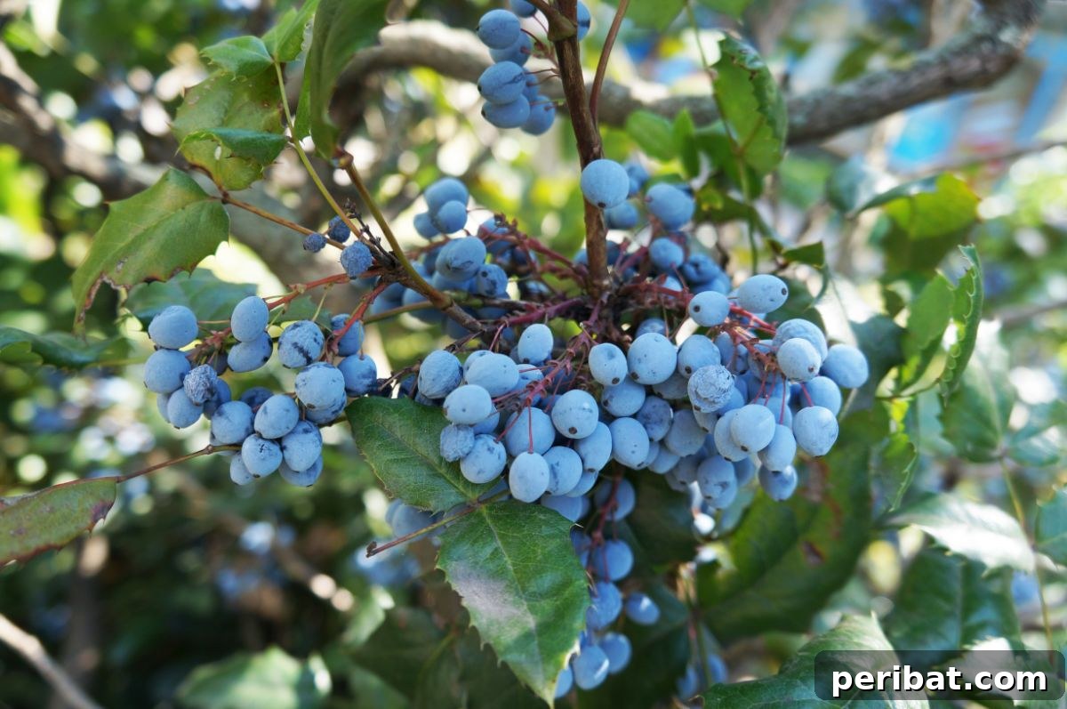 Shade Garden Success: 25 Beautiful Flowers for Under Trees 23 oregon grape holly with blue berries on a branch