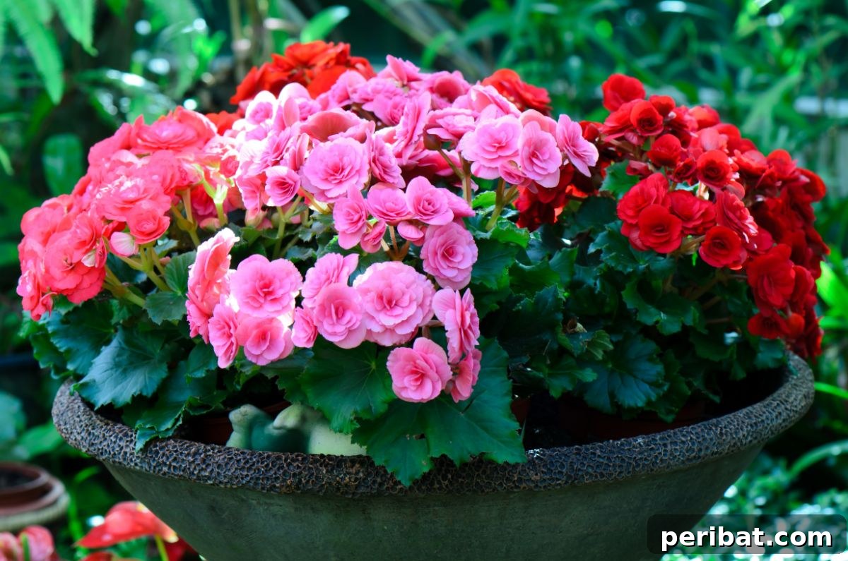 Shade Garden Success: 25 Beautiful Flowers for Under Trees 24 pink and red begonias on a pot