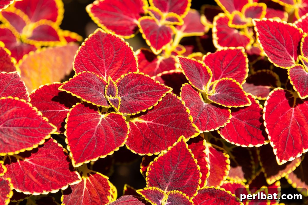 Shade Garden Success: 25 Beautiful Flowers for Under Trees 25 bright coleus plants under the sun